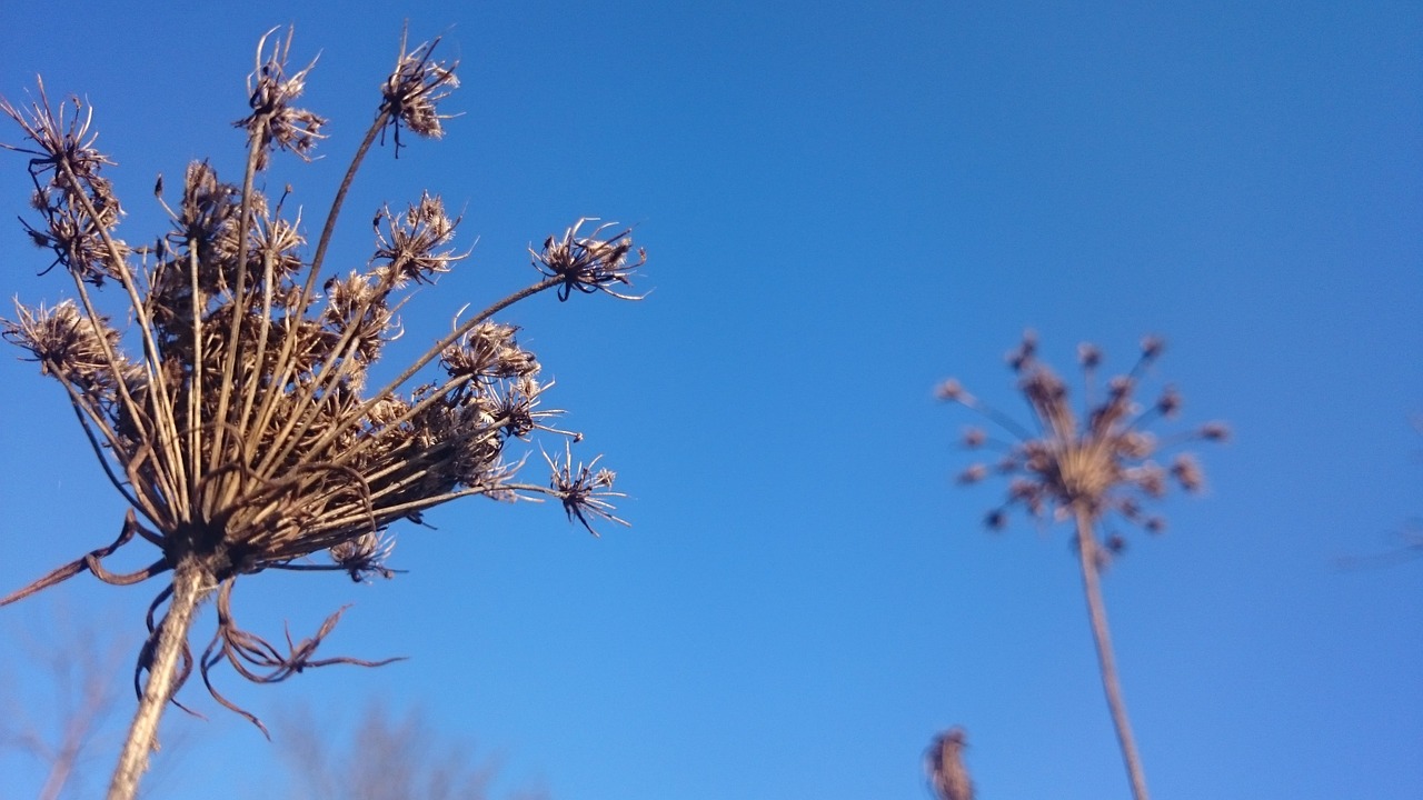 blue sky nature autumn free photo