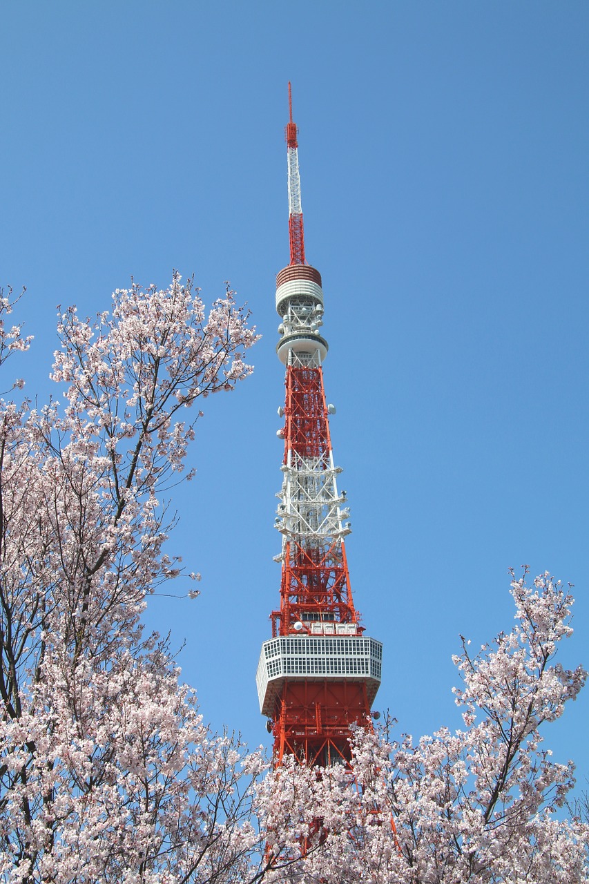 blue sky cherry blossom tower free photo