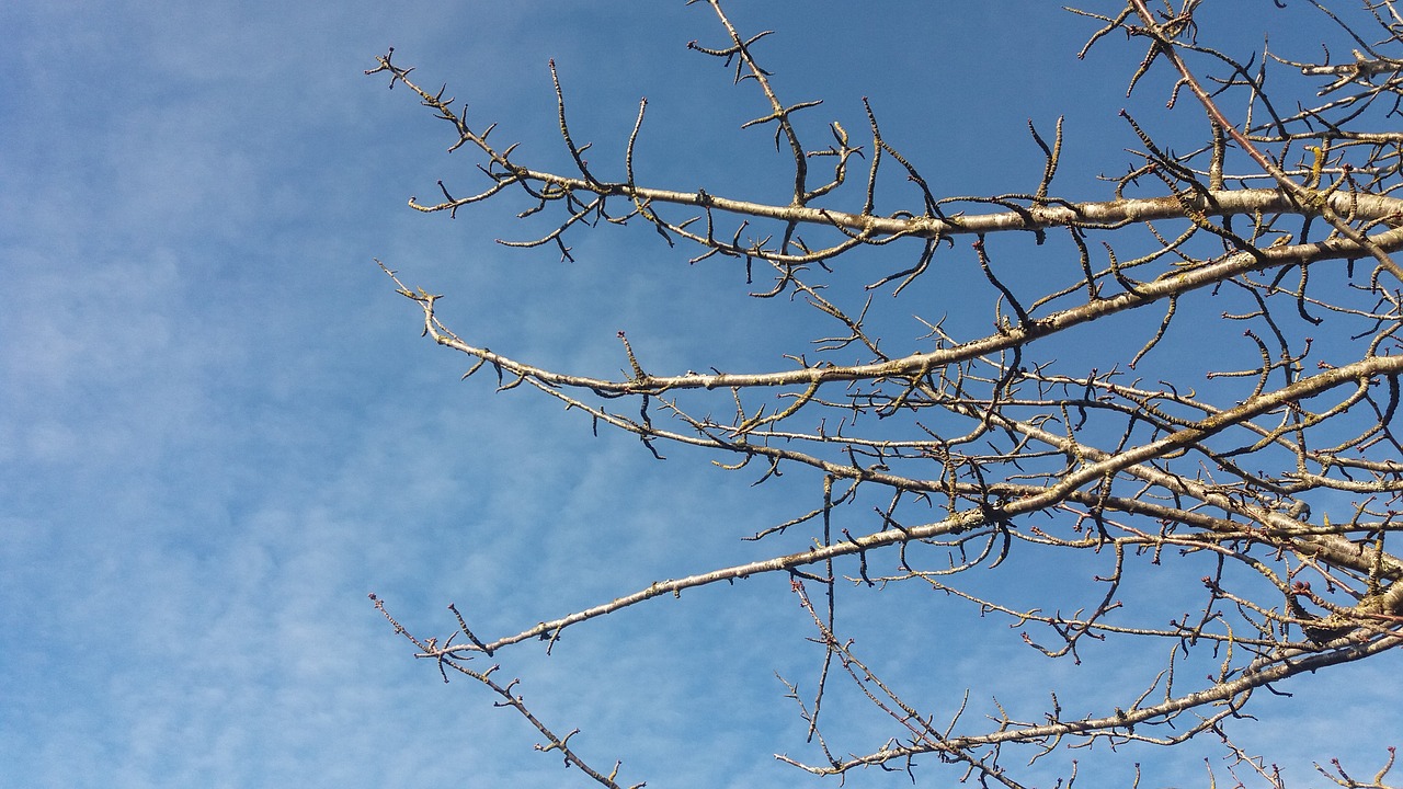 blue sky branch clouds free photo