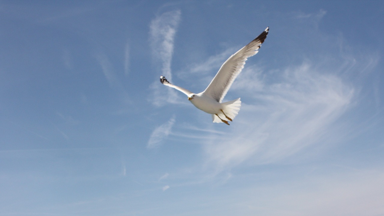 blue sky seagull nature free photo