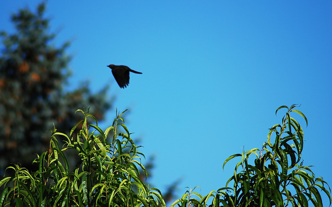 blue sky bird flying free photo