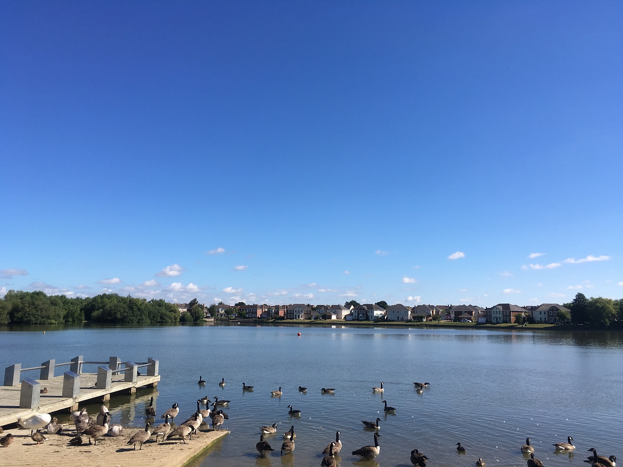 blue sky ducks lake free photo