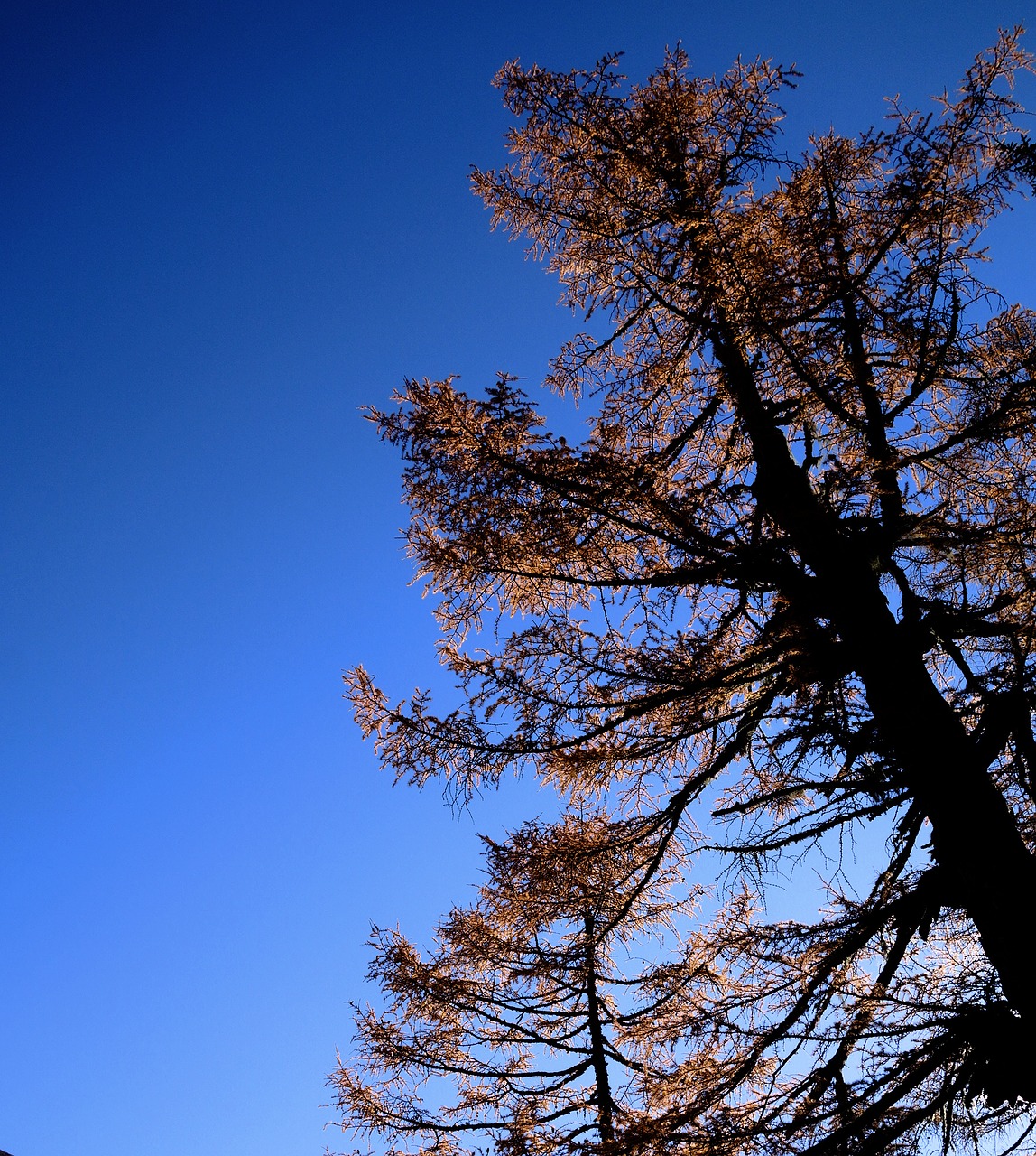 blue sky the leaves figure free photo