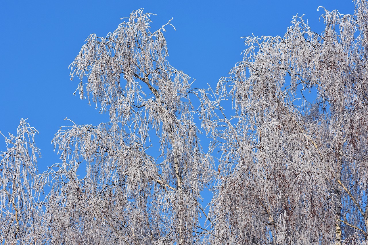 blue sky tree winter free photo
