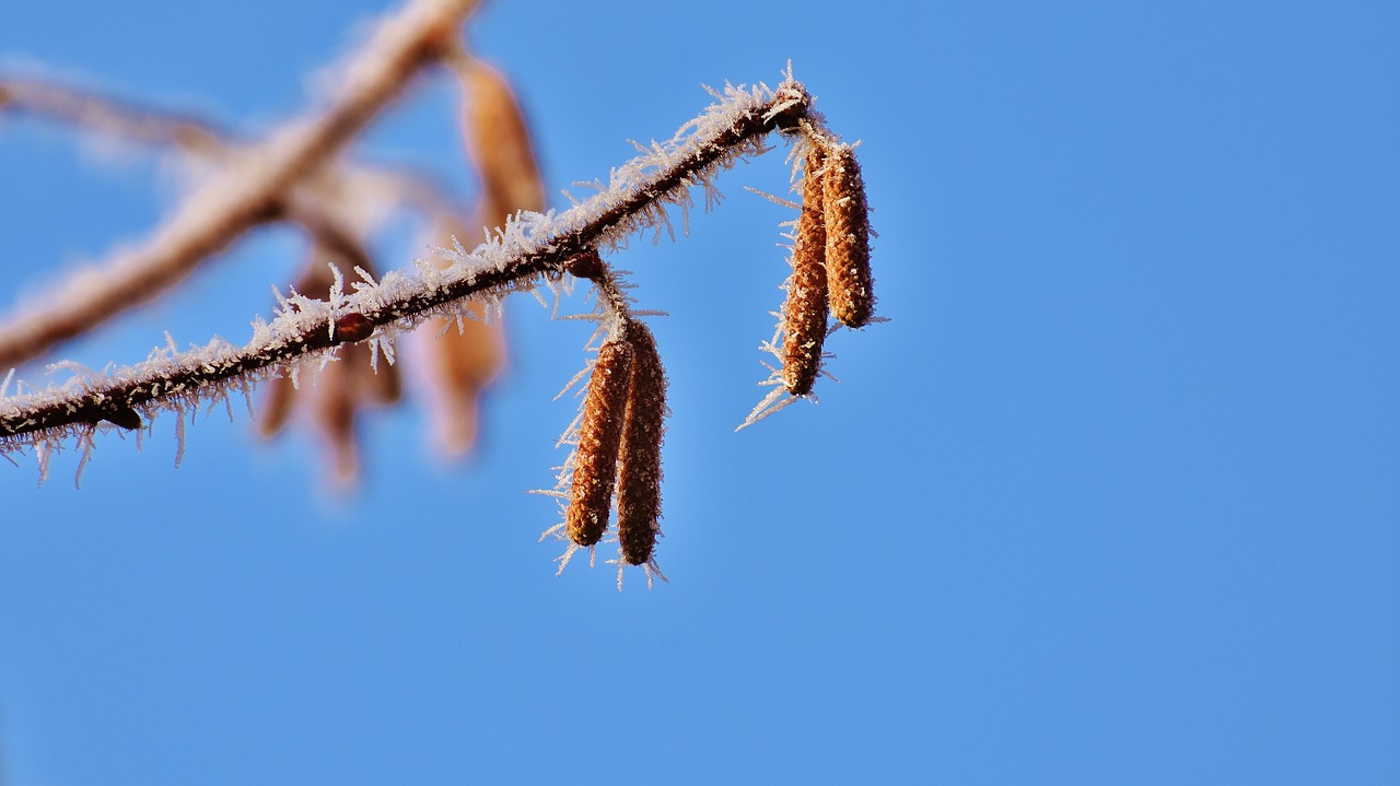 blue sky birch tree free photo