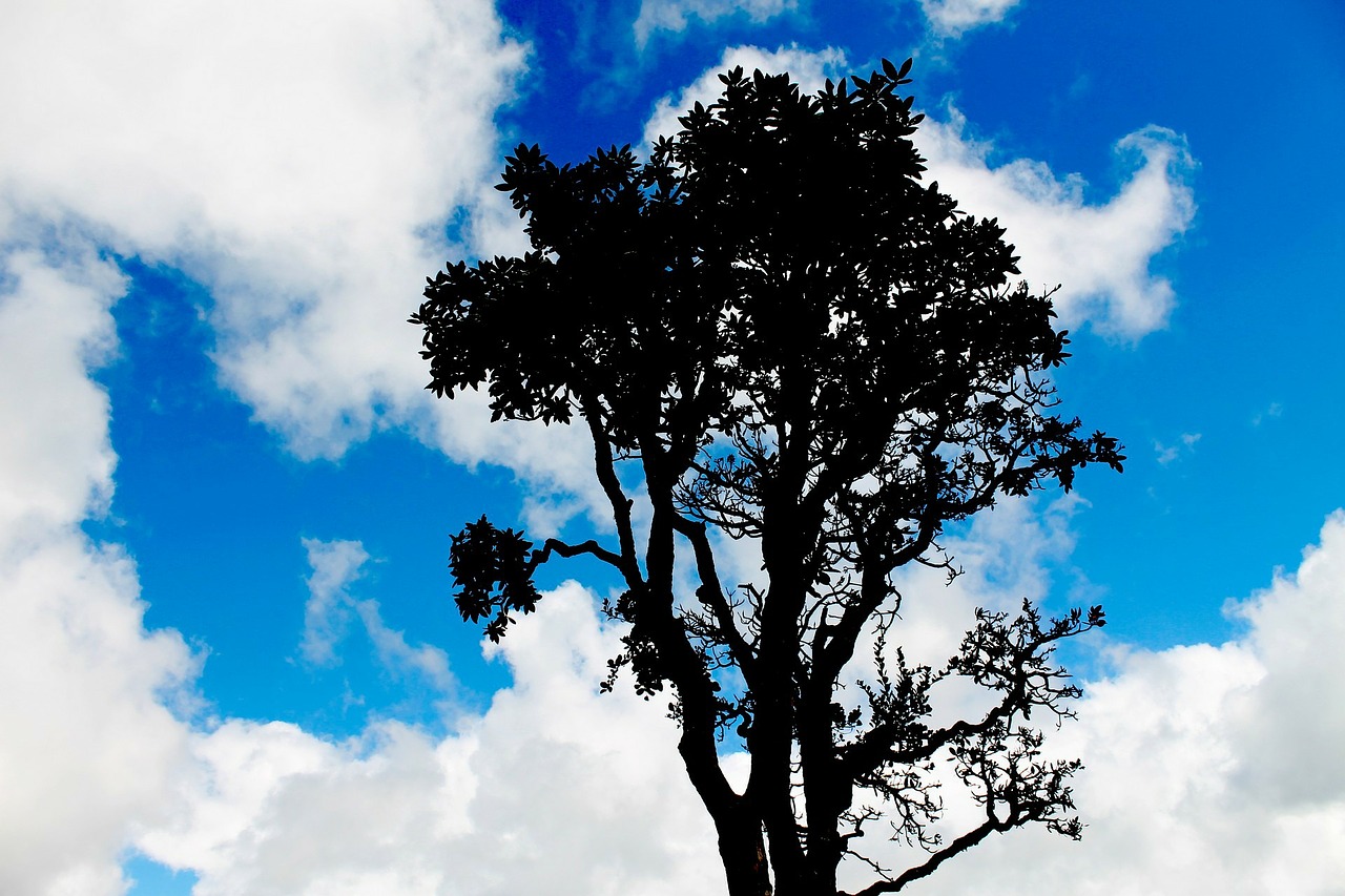 blue sky tree organic free photo