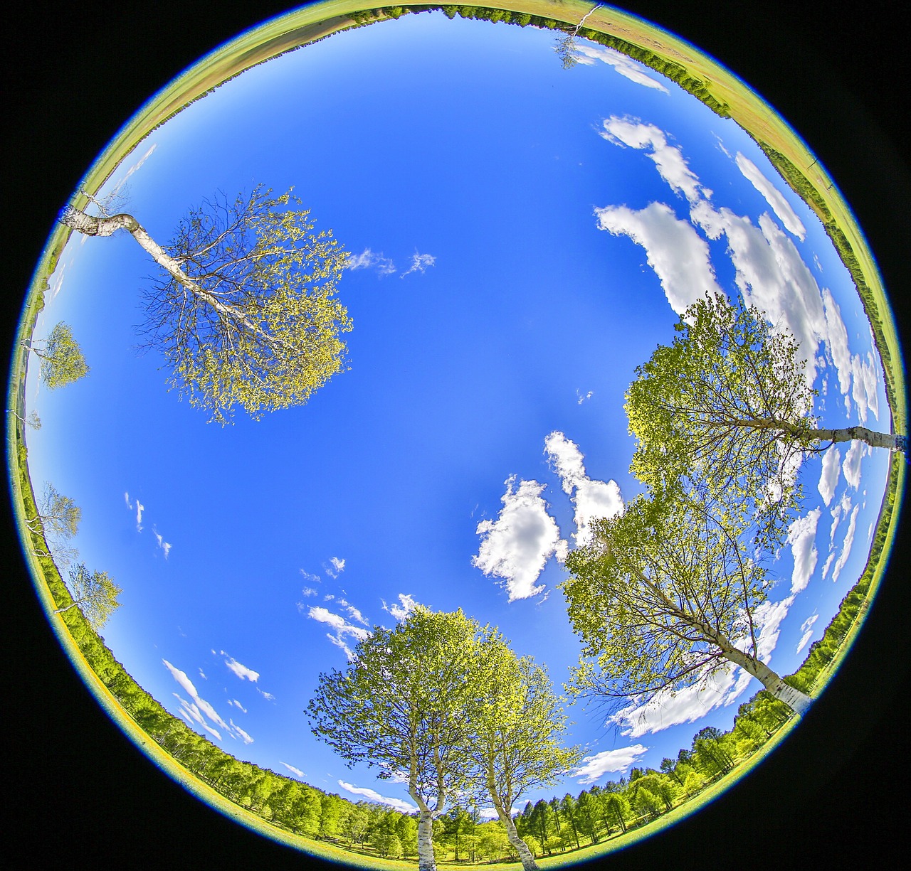 blue sky young leaves spring free photo