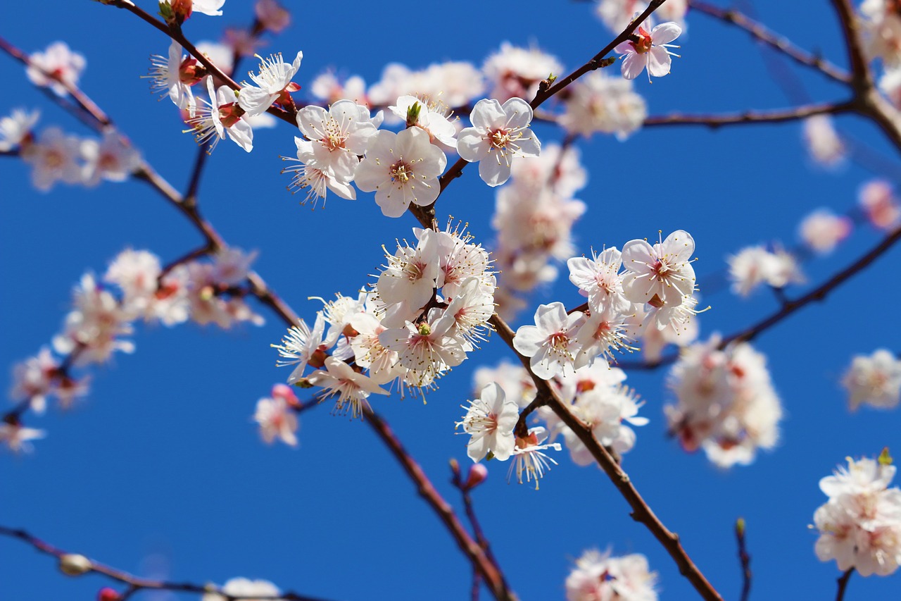 blue sky apricot white blue free photo