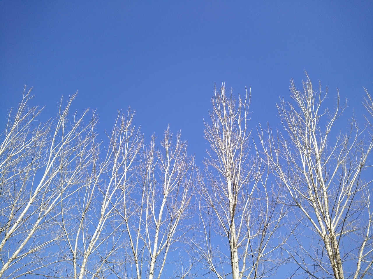 blue sky tree light free photo