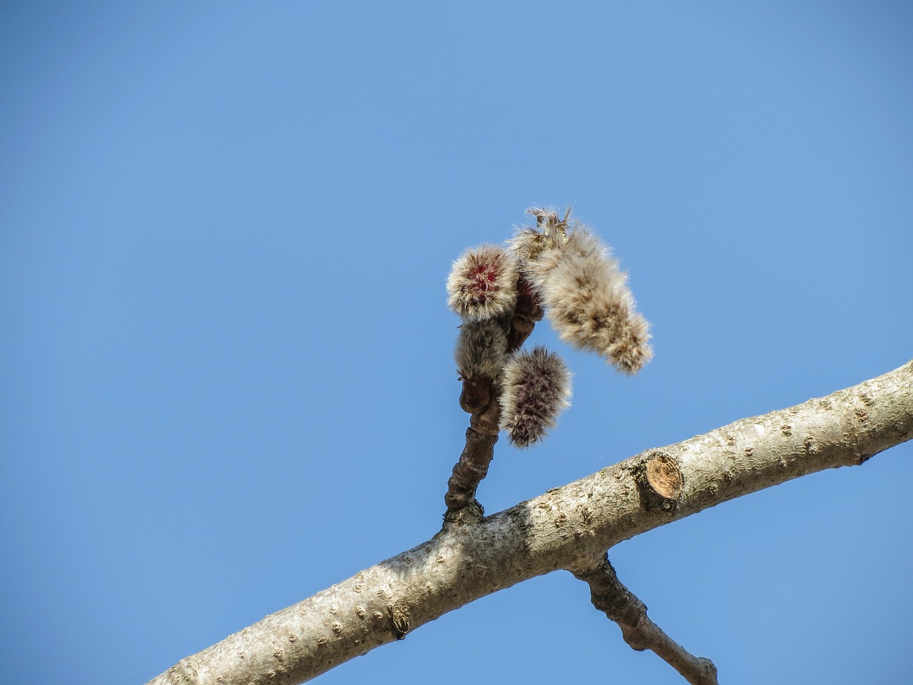 blue sky branch green free photo