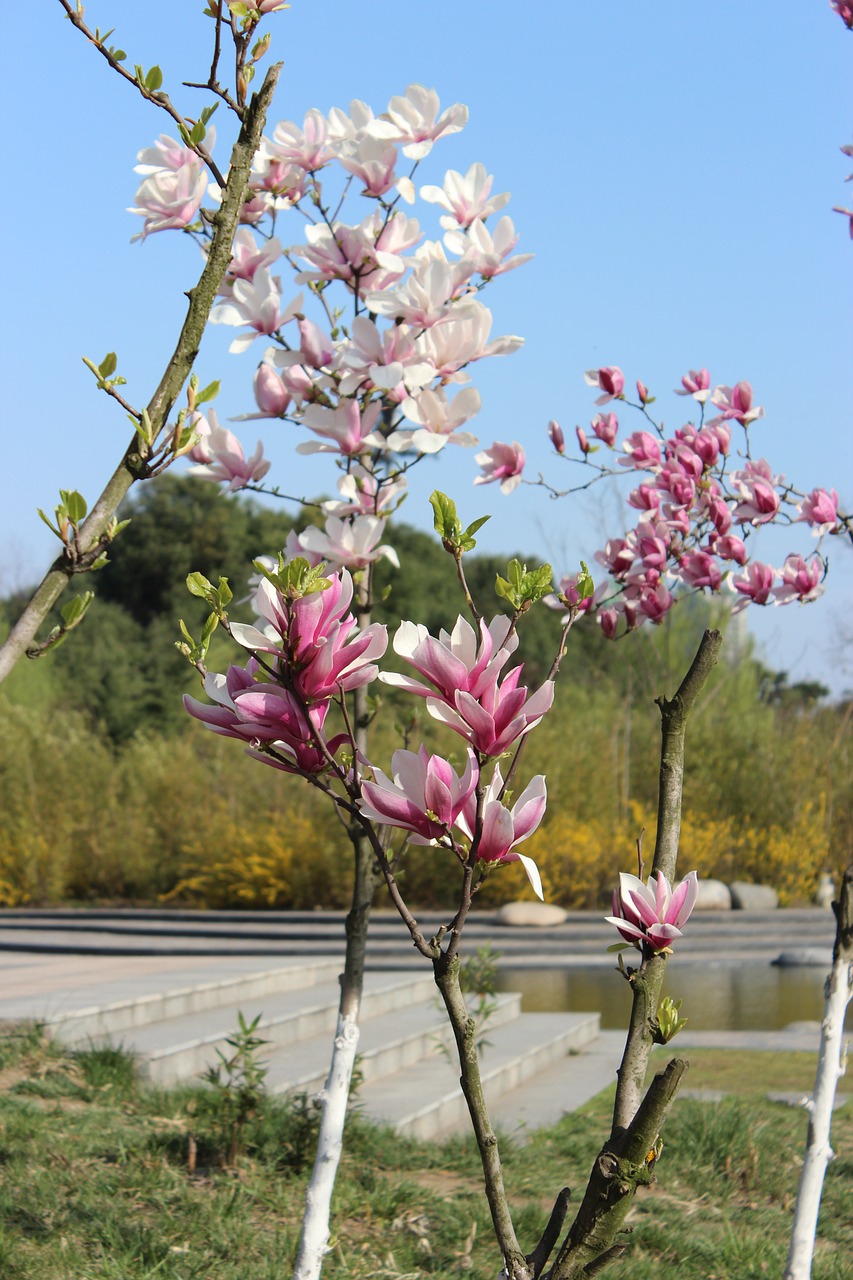 blue sky flower tree free photo