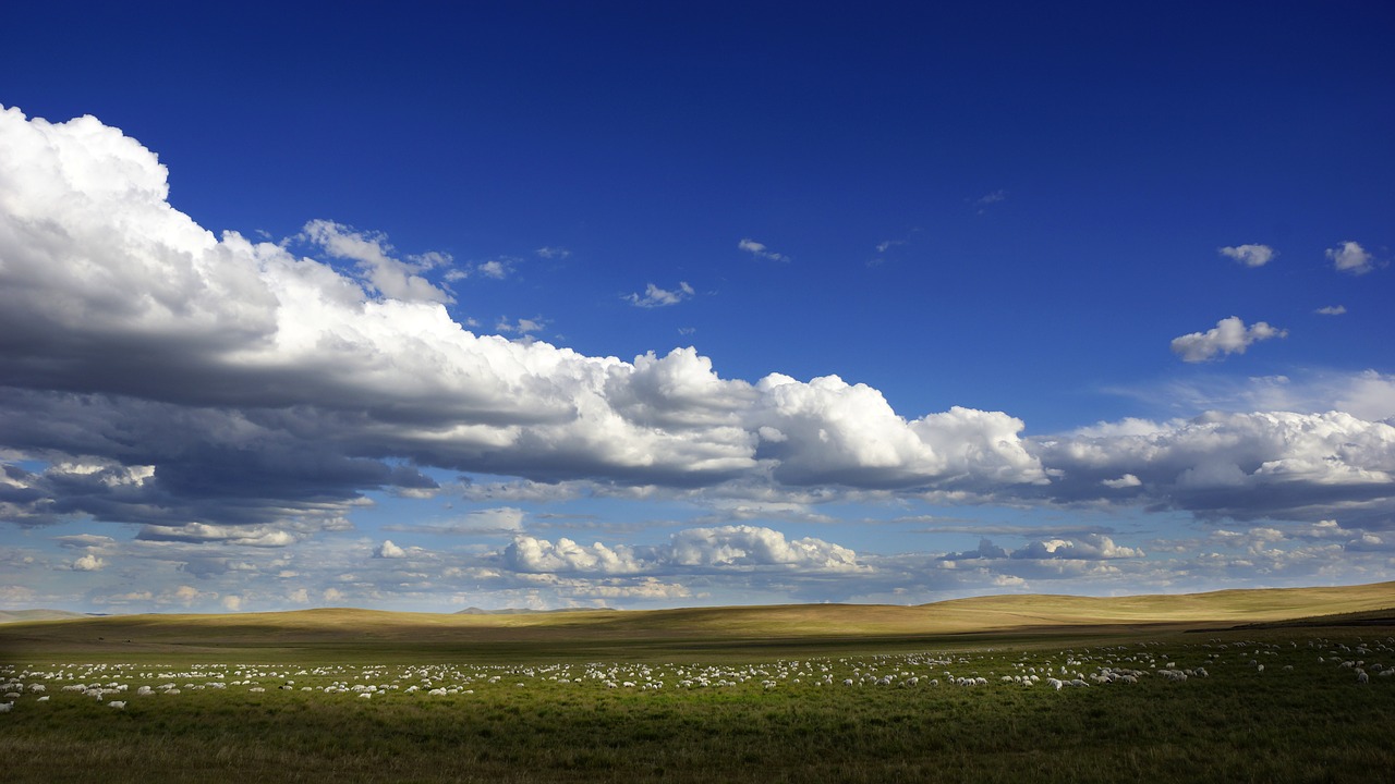 blue sky white cloud the flock free photo