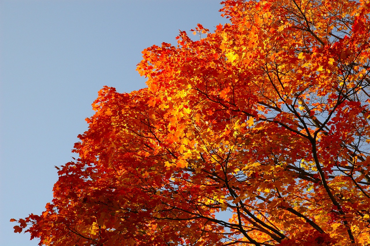 blue sky fall aut free photo