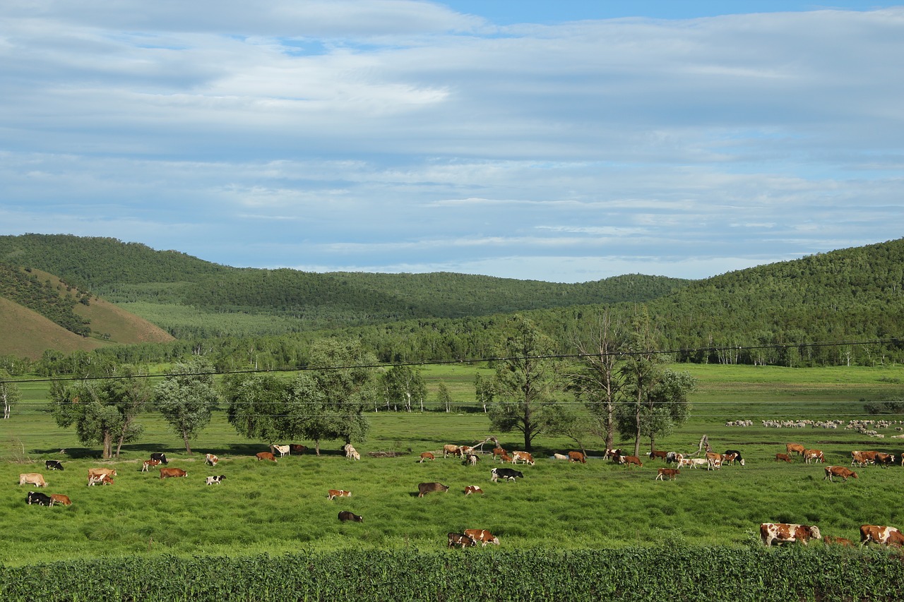 blue sky white cloud cattle and sheep free photo