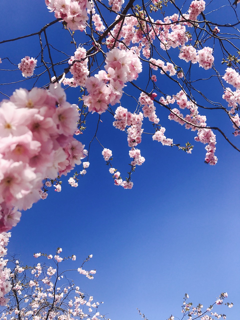 blue sky pink flowers summer day free photo