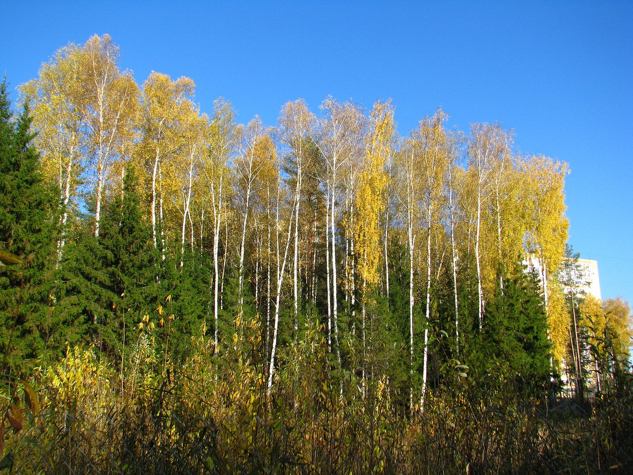 blue sky forest birch free photo