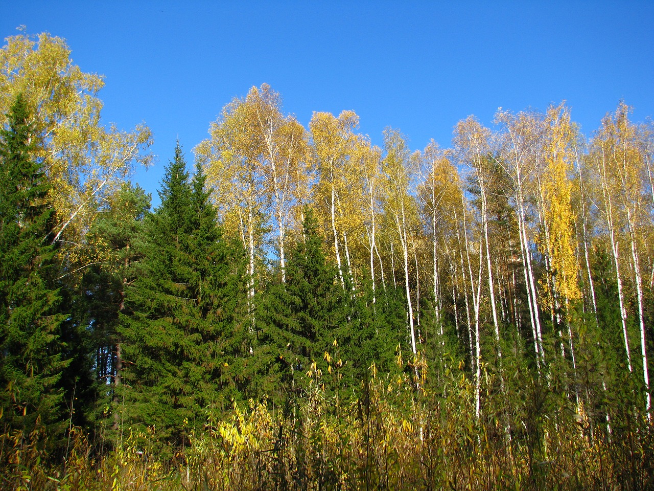 blue sky forest birch free photo