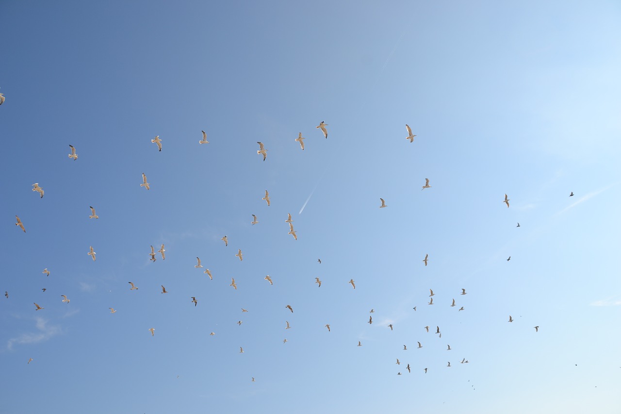 blue sky birds fly free photo