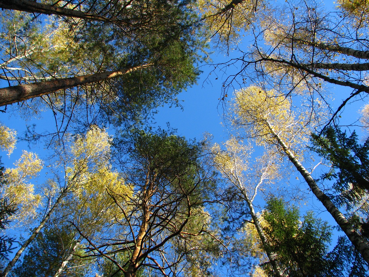 blue sky forest birch free photo