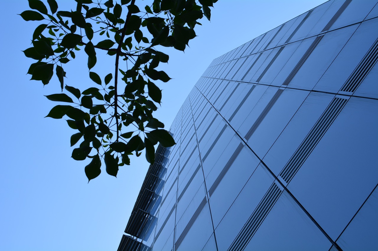 blue sky  leaves silhouettes  taiwan free photo