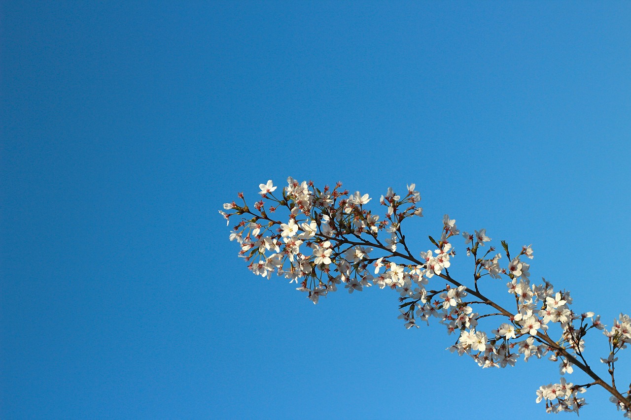 blue sky sunny days sky free photo