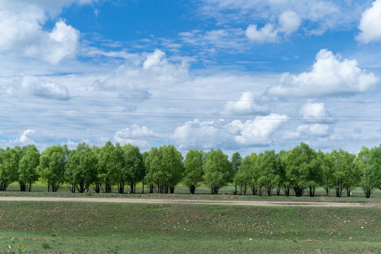 blue sky  white cloud  woods free photo