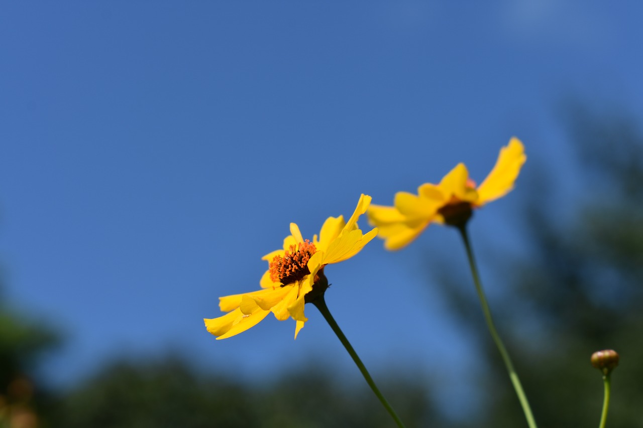 blue sky  flowers  natural free photo