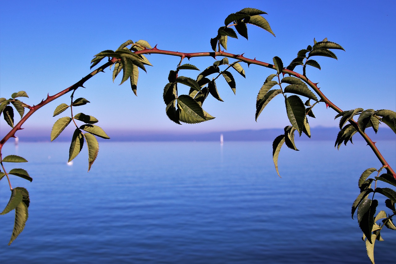 blue sky  sprig  autumn free photo