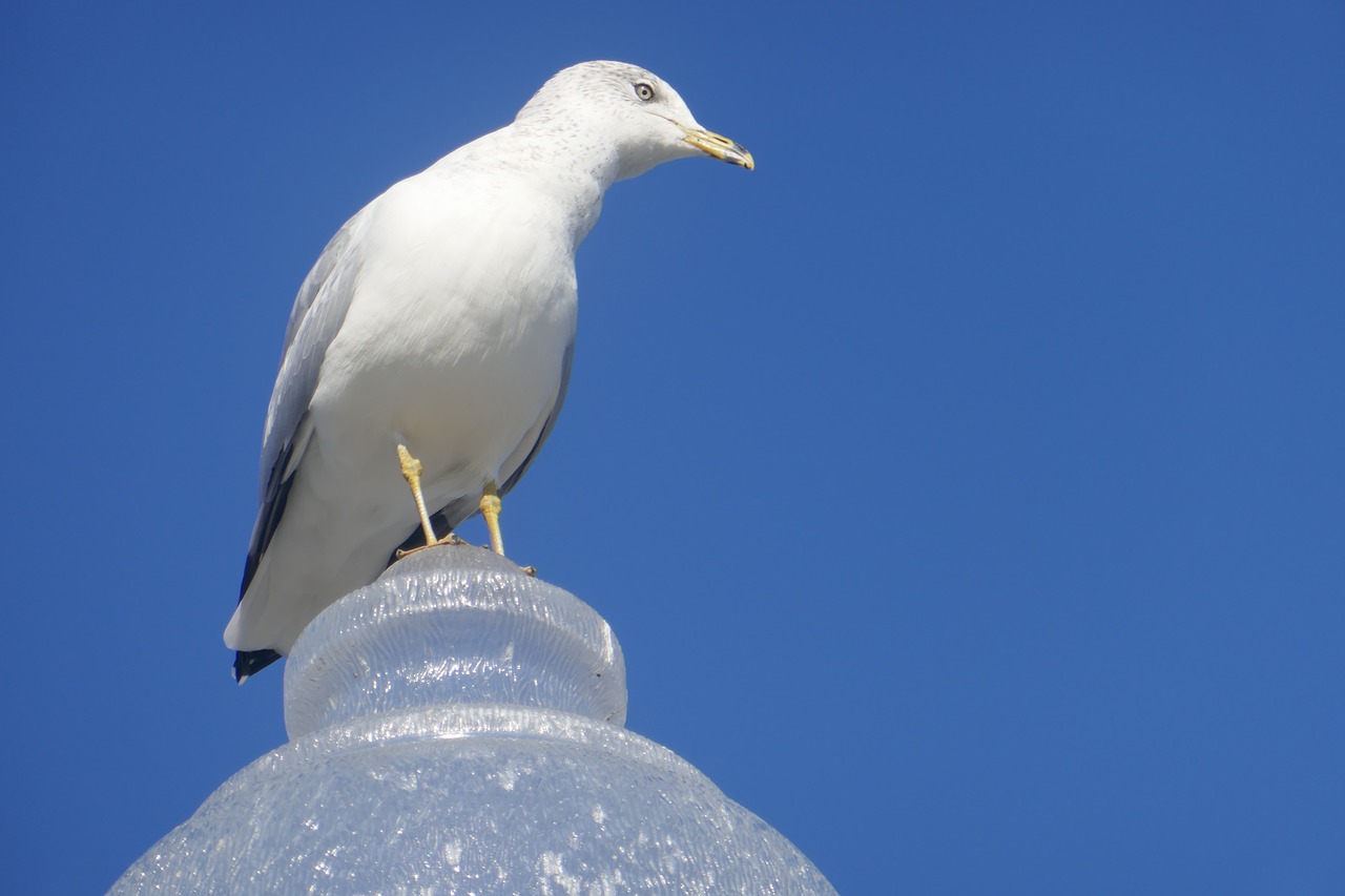 blue sky  seagull at the port of montreal  seagull at the montreal port free photo