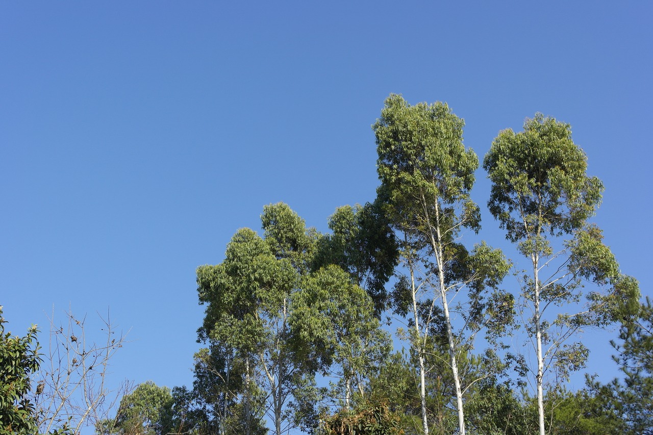 blue sky trees upright free photo