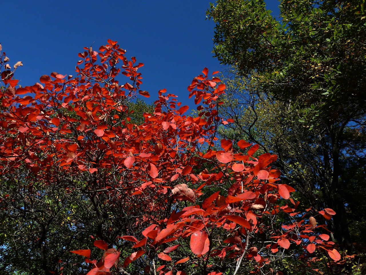 blue sky red leaves late autumn free photo