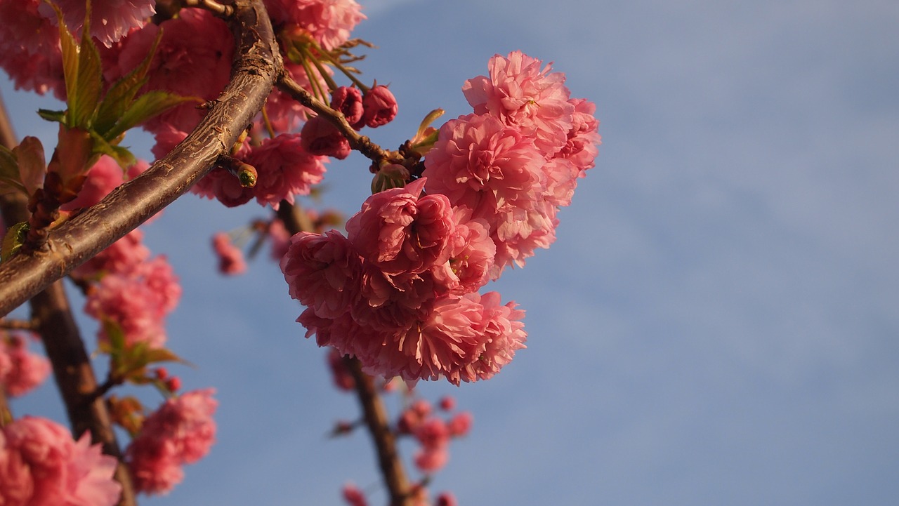 blue sky blossom pink free photo