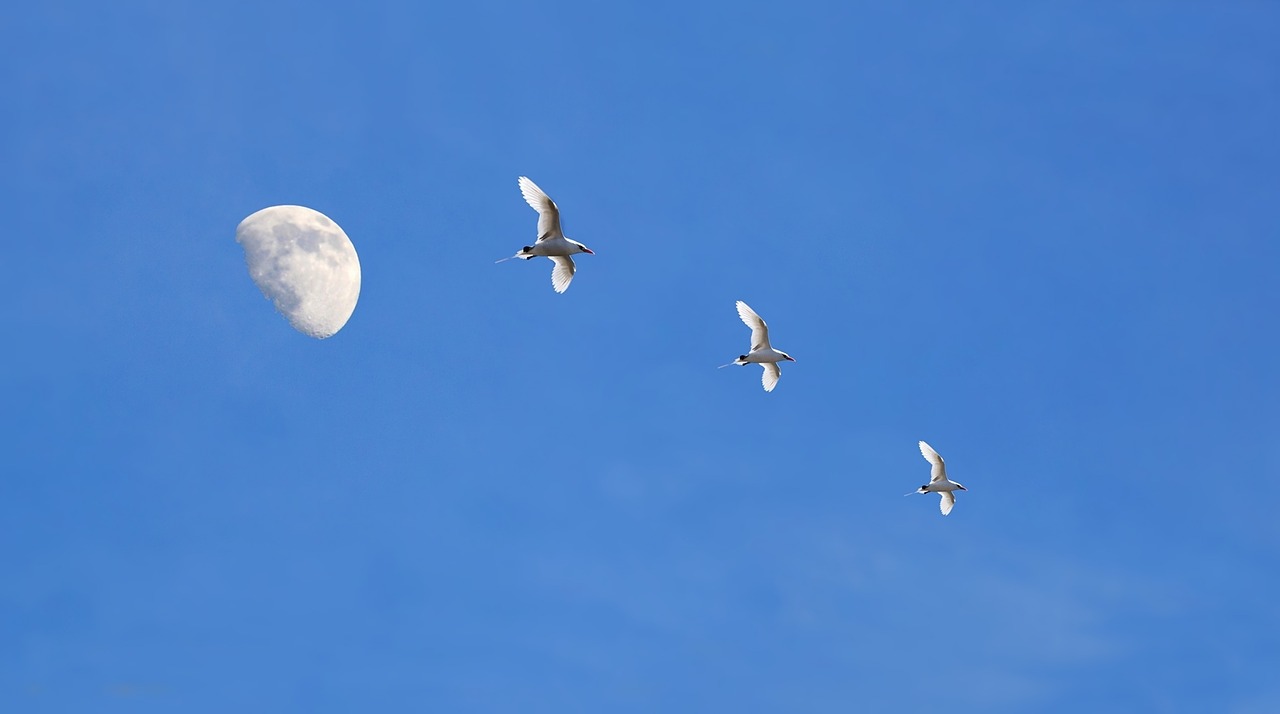 blue sky blue birds free photo