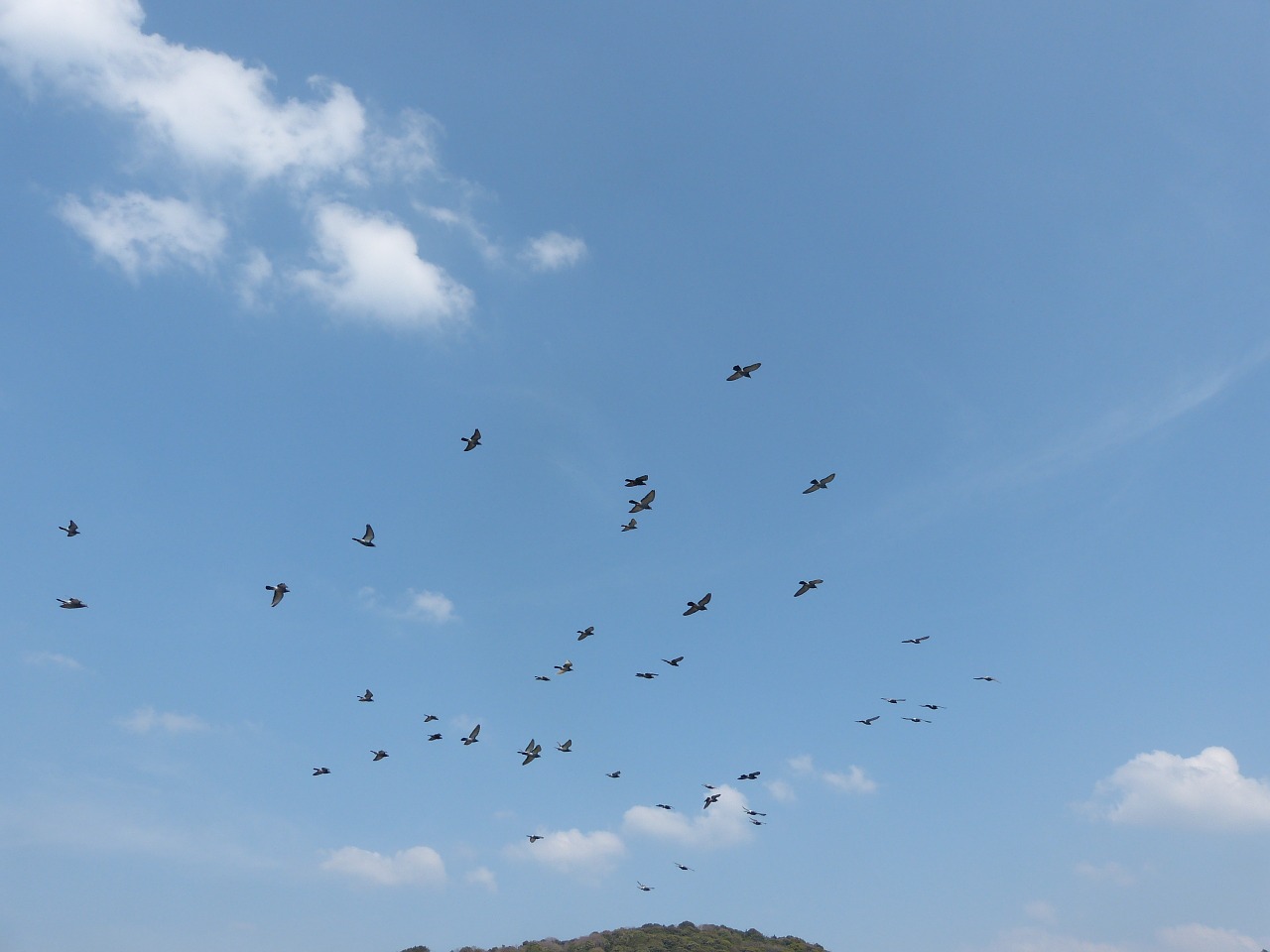 blue sky dove white clouds free photo