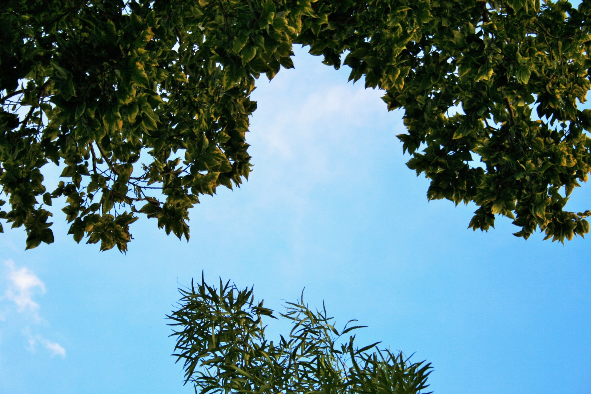 tree foliage overhang free photo