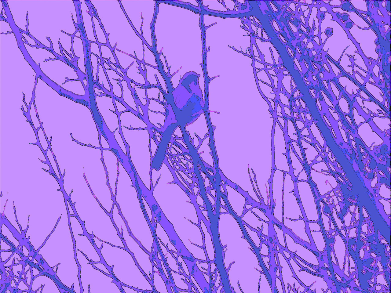 bluebird branches graphic free photo