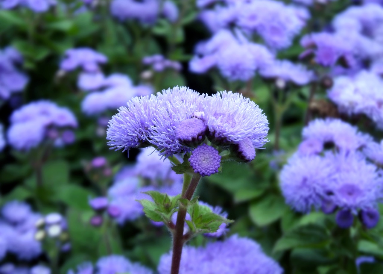 blue v smoke flower blue free photo