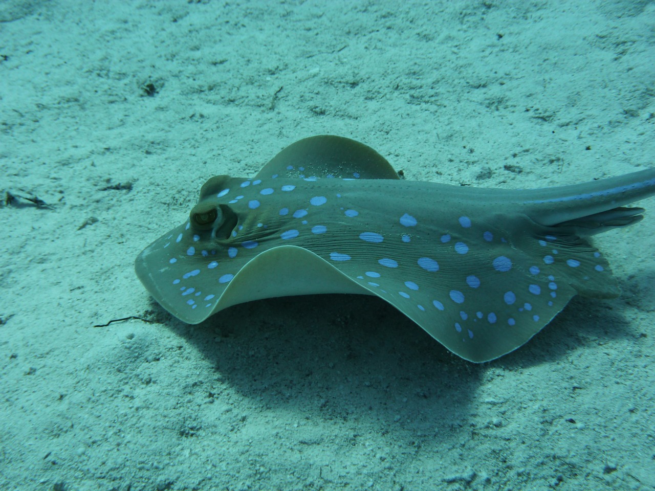 blue spotted stingrays rays sea free photo