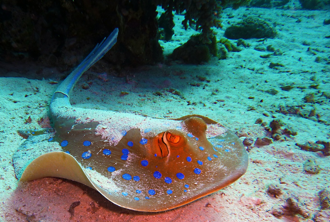 blue spotted stingrays rays diving free photo