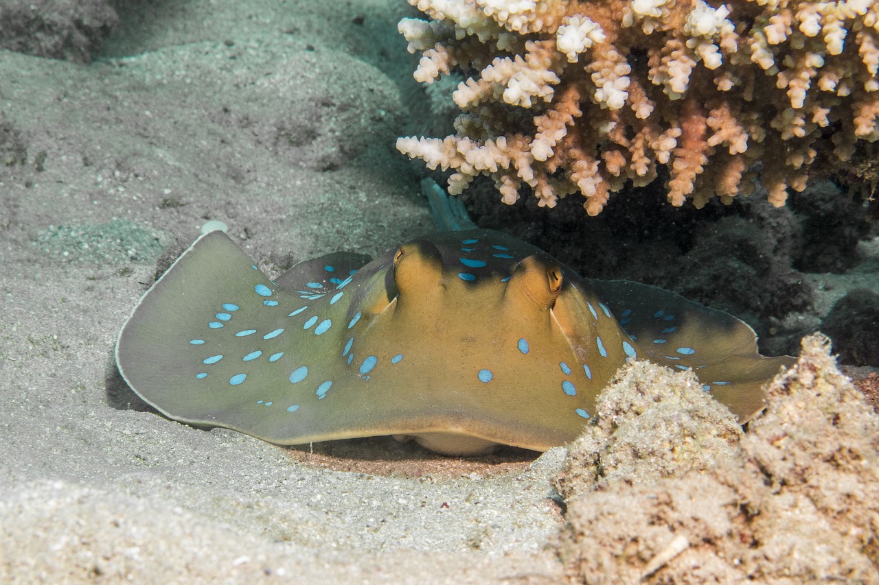 blue spotted stingrays  rays  coral free photo