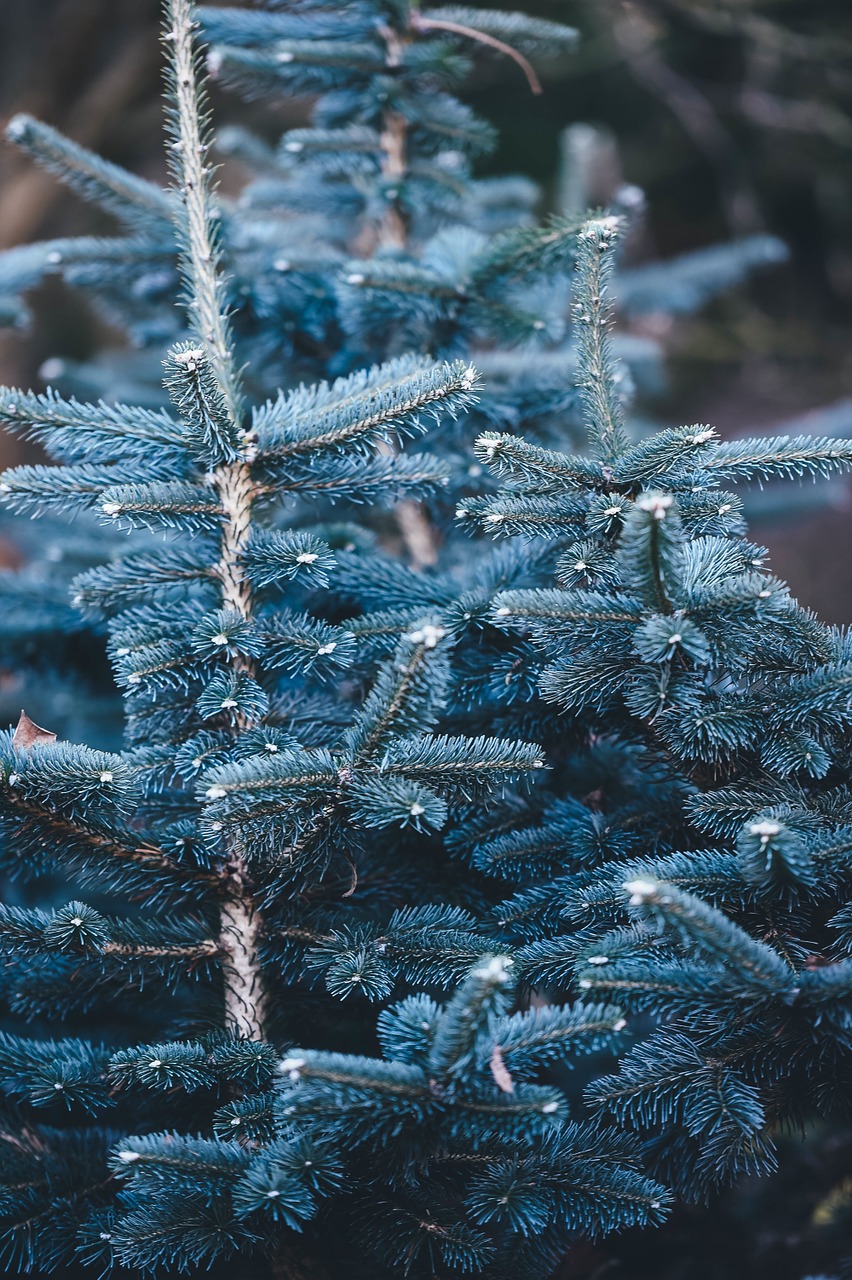 blue spruce spruce tree tree free photo