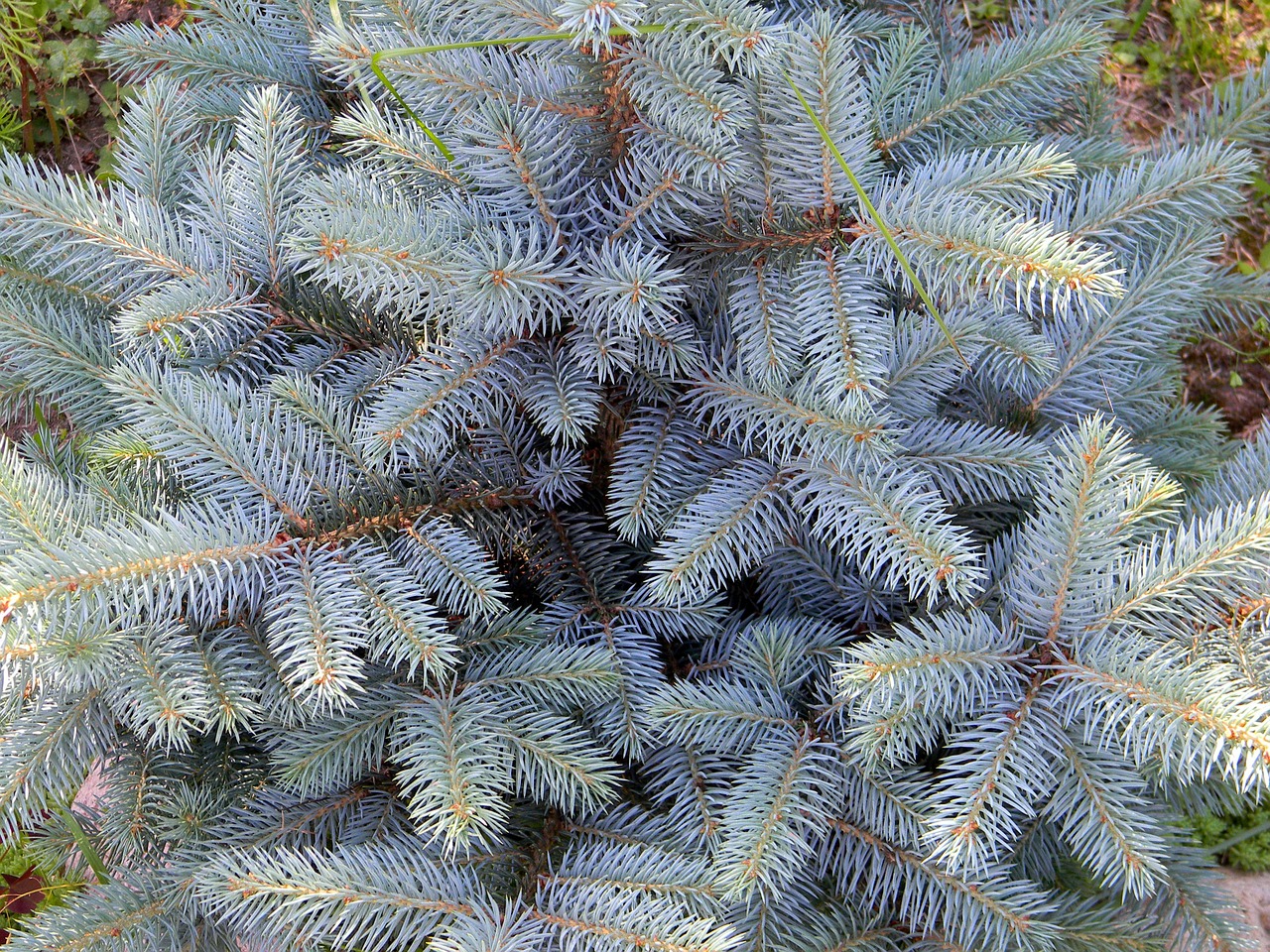 blue spruce needles spruce free photo