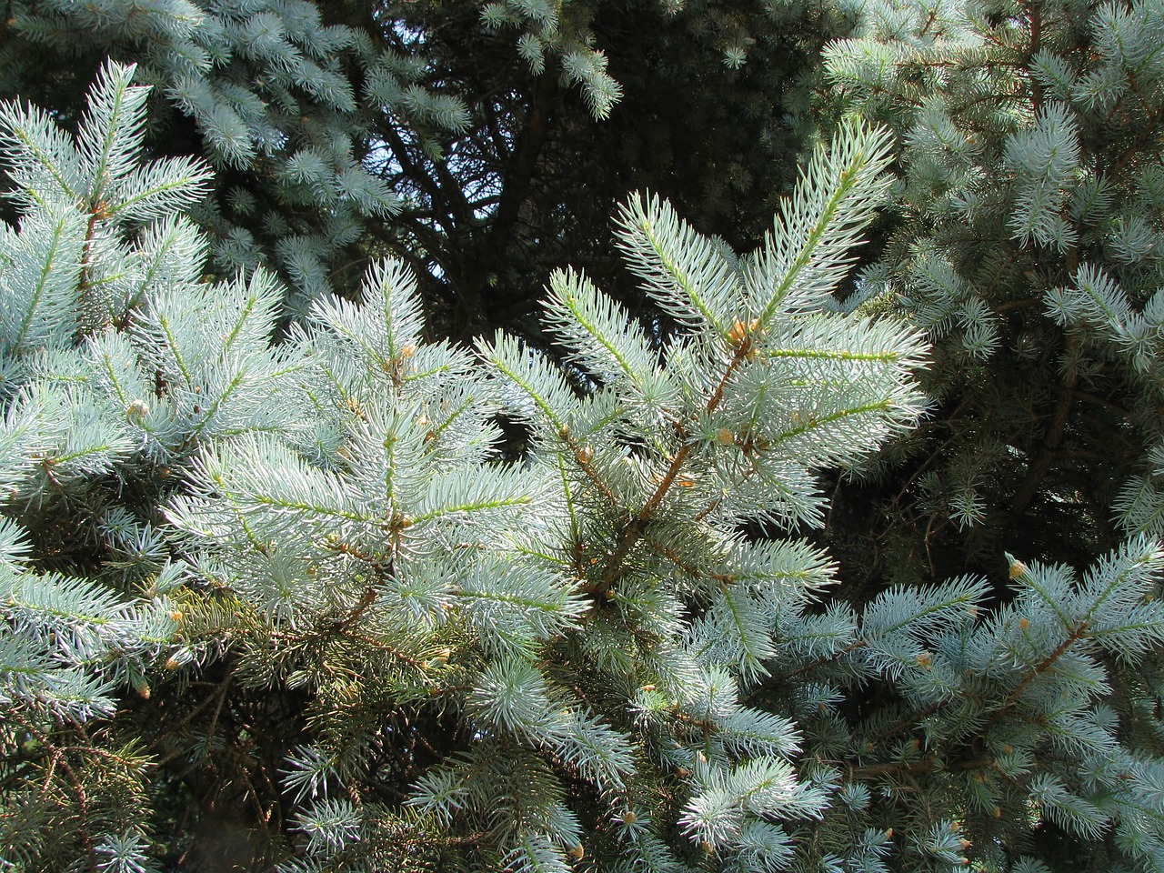 blue spruce spruce blue free photo