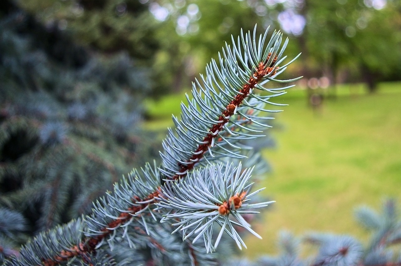 blue spruce detail  spruce  needles free photo