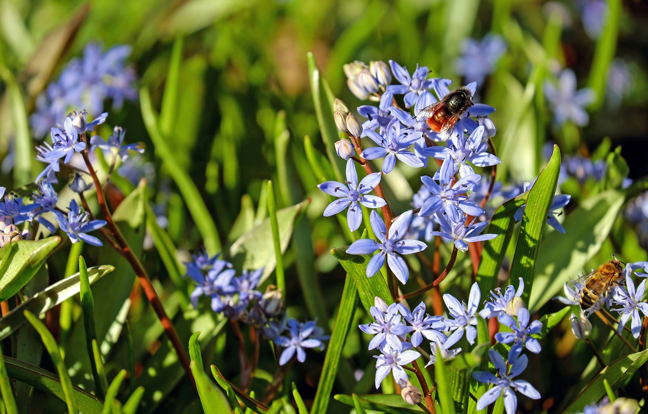 blue star flowers bloom free photo