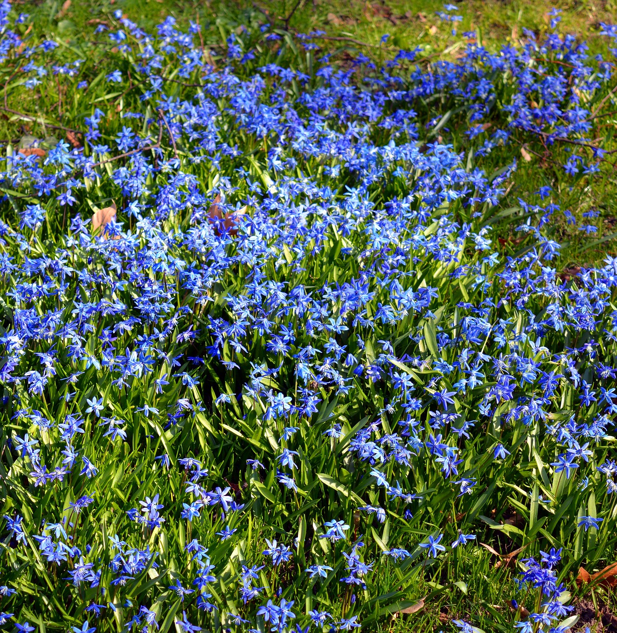 blue star siberian blaustern flowers free photo