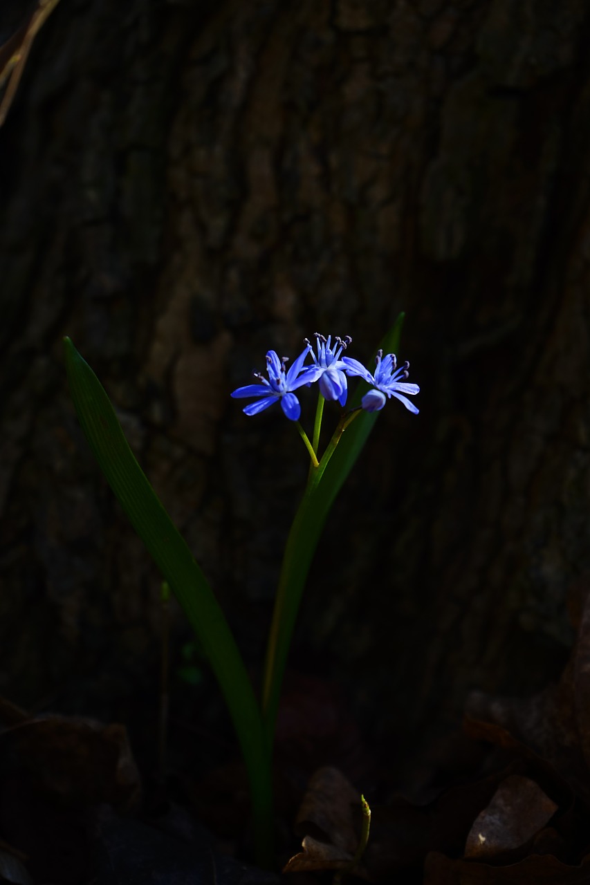 blue star scilla blossom free photo
