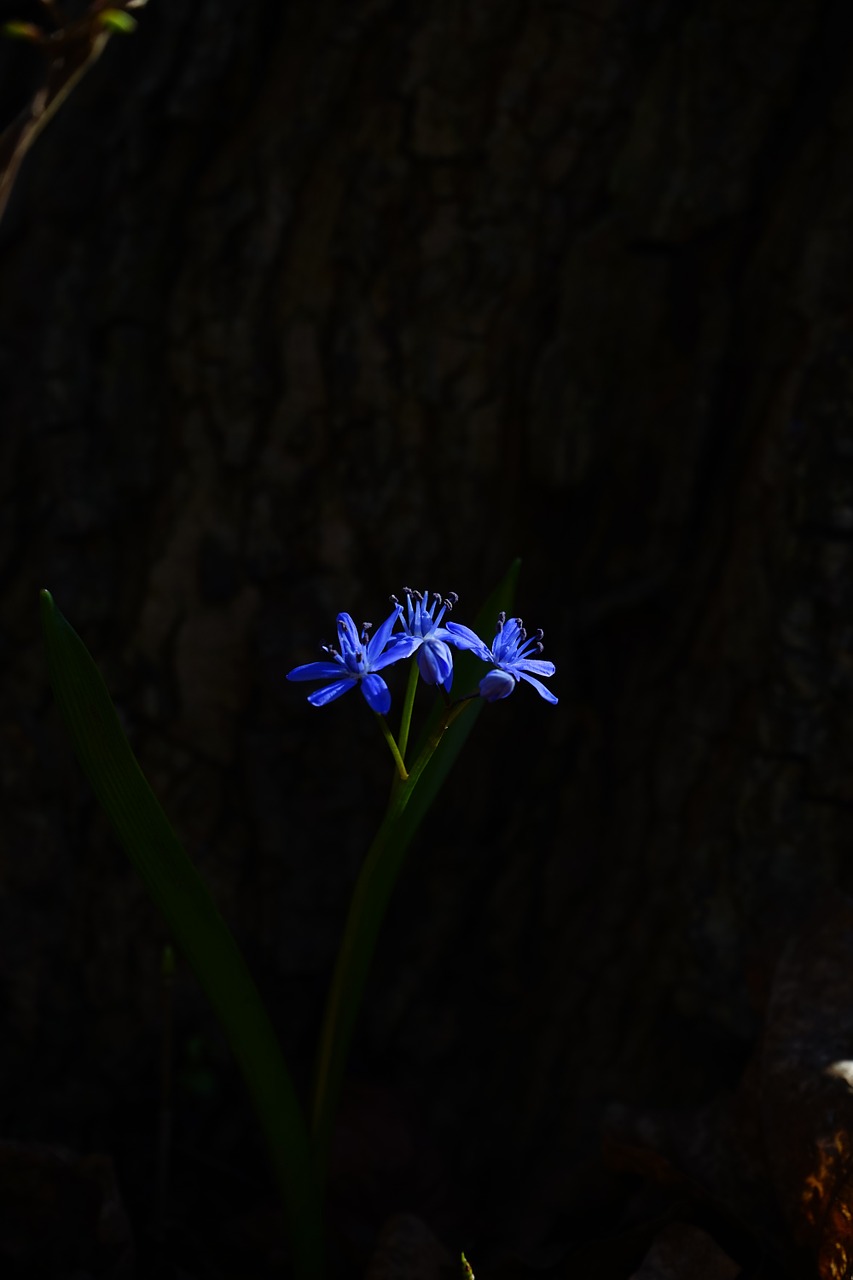 blue star scilla blossom free photo