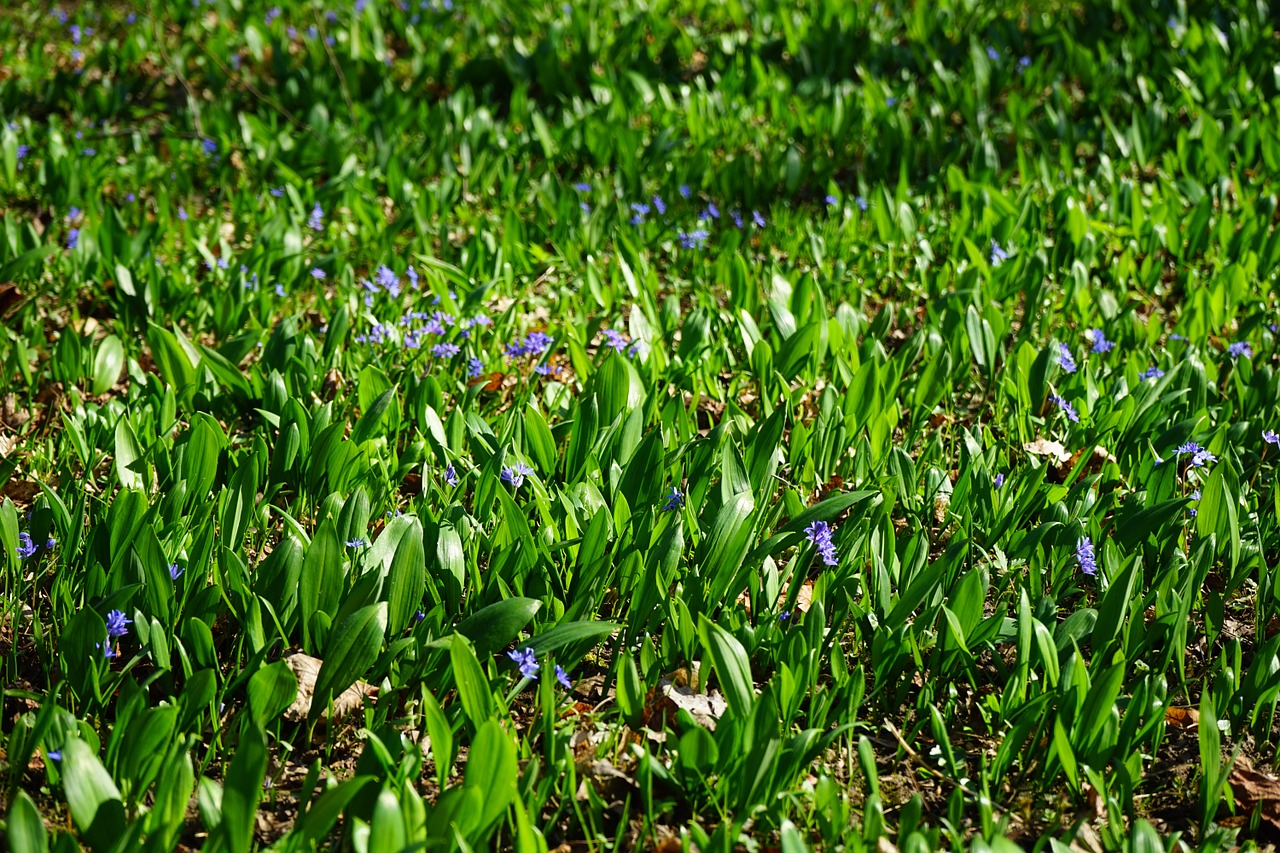 blue star scilla garlic leaves free photo