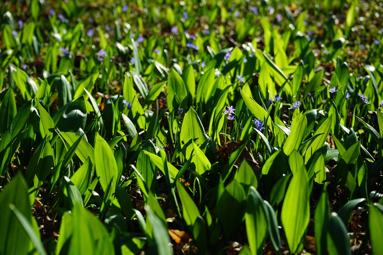 blue star garlic leaves scilla free photo